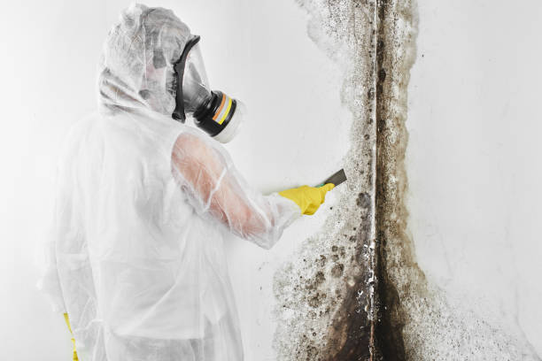 Professional Mold Remediation in Solvay, NY