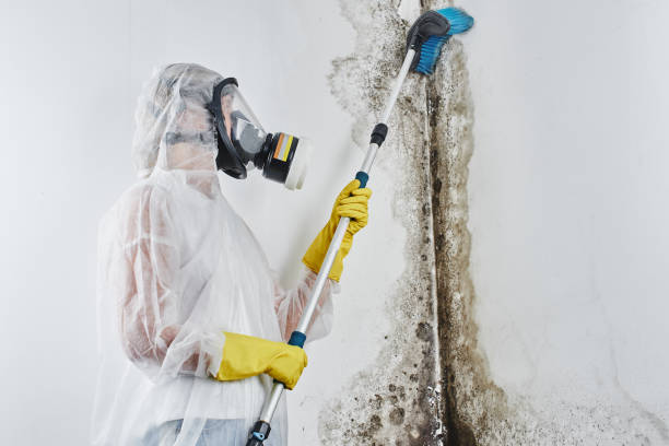Best Mold Testing and Inspection Services in Solvay, NY