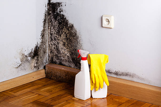 Best Attic Mold Remediation in Solvay, NY