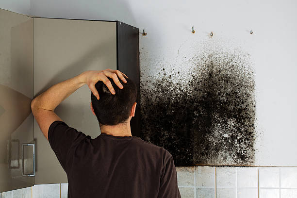 Best Insurance-Related Mold Remediation in Solvay, NY