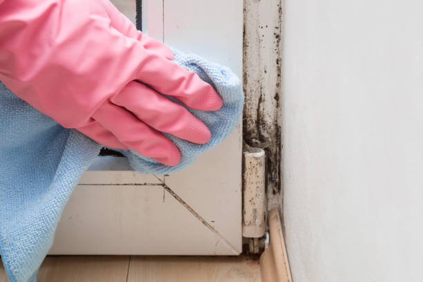 Best Commercial Mold Remediation in Solvay, NY